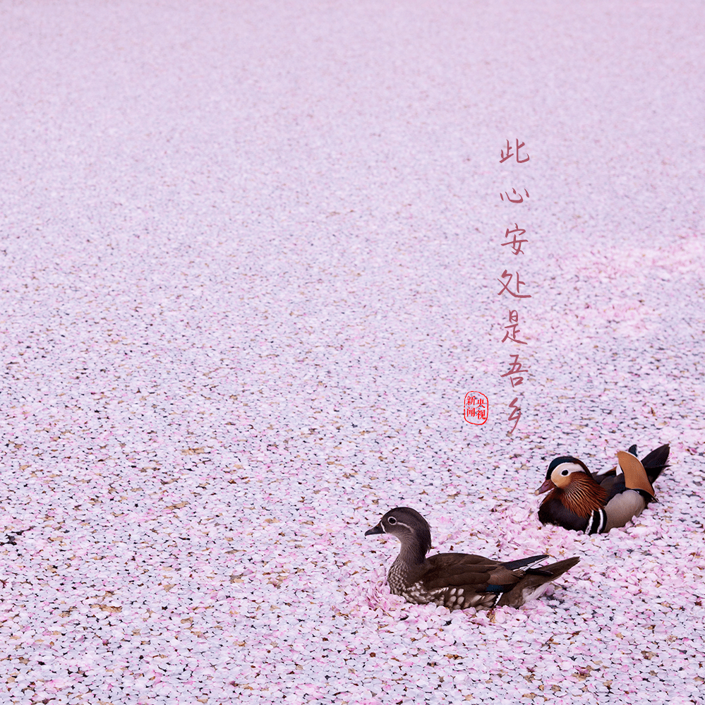 烟雨任|苏东坡，生辰快乐！