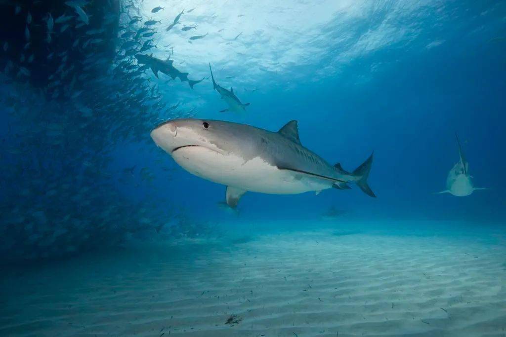 珀斯海滩又现鲨鱼一天内珀斯多处海滩发现鲨鱼西澳的鲨鱼数量变多了