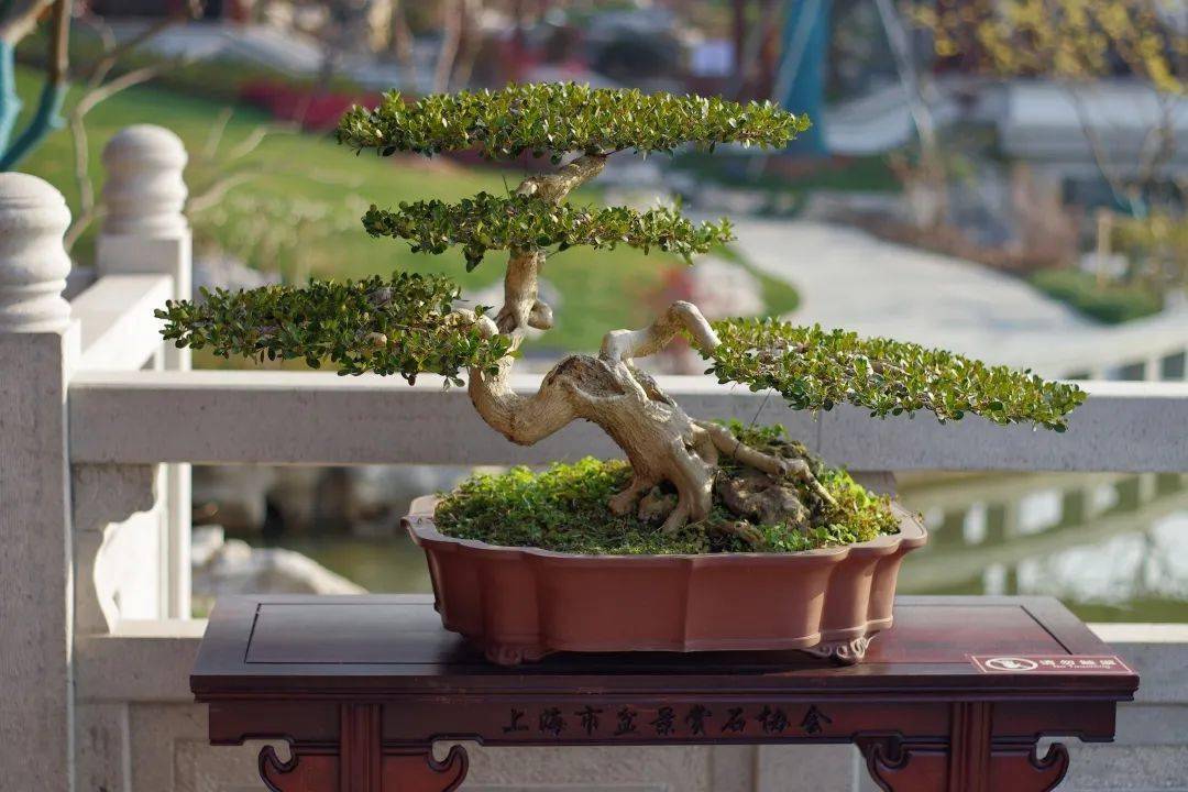 扬派盆景亮相上海世博文化公园