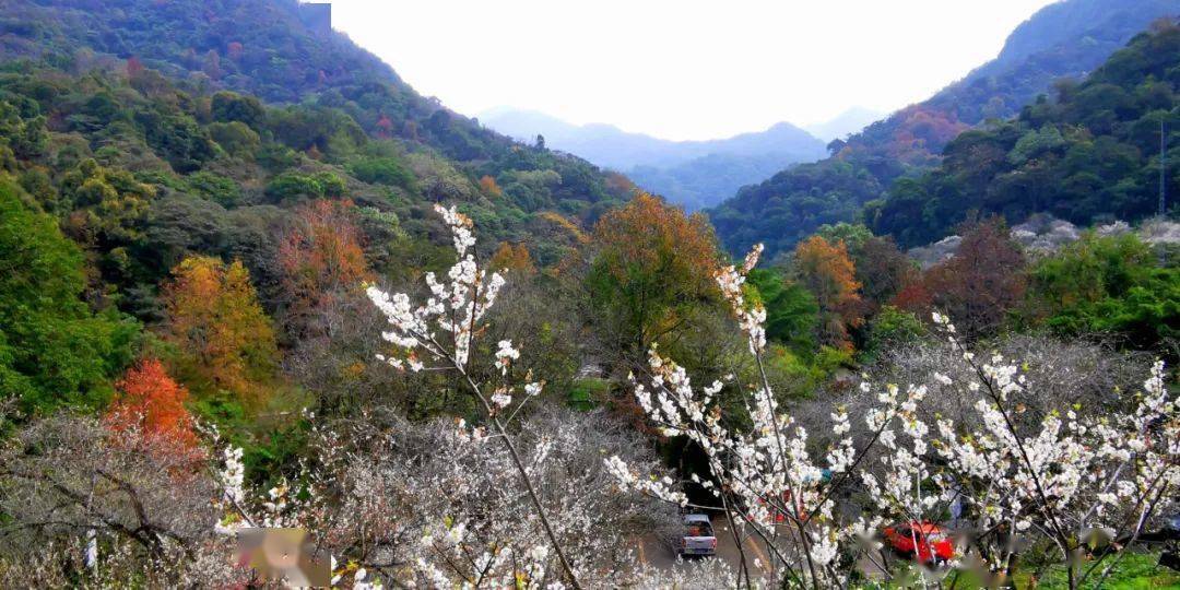广州这些地方梅花开了都是什么神仙雪景啊