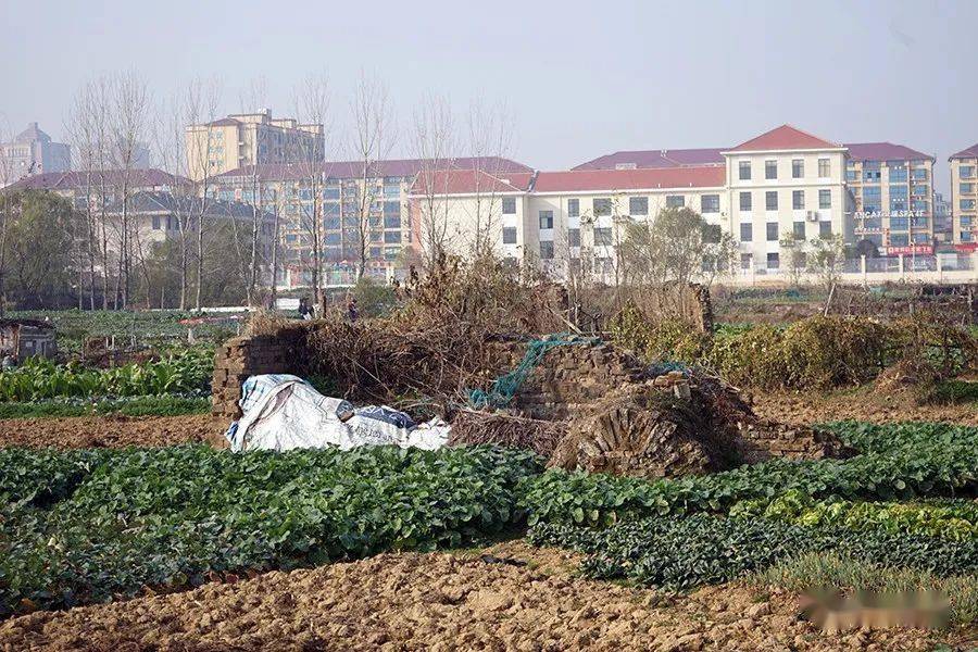 【高安尋古】七星堆遺址公園,步履蹣跚三十年!_墓葬_古墓群_出土文物