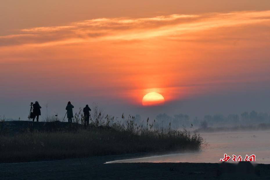 黑河|冬日夕阳下黑河湿地群鸟翩跹