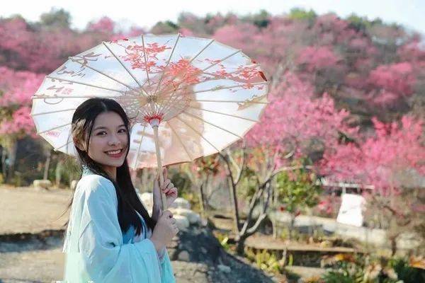 特价99元李花樱花双花共赏周六日新丰樱花峪桂峰李花赏花美如画