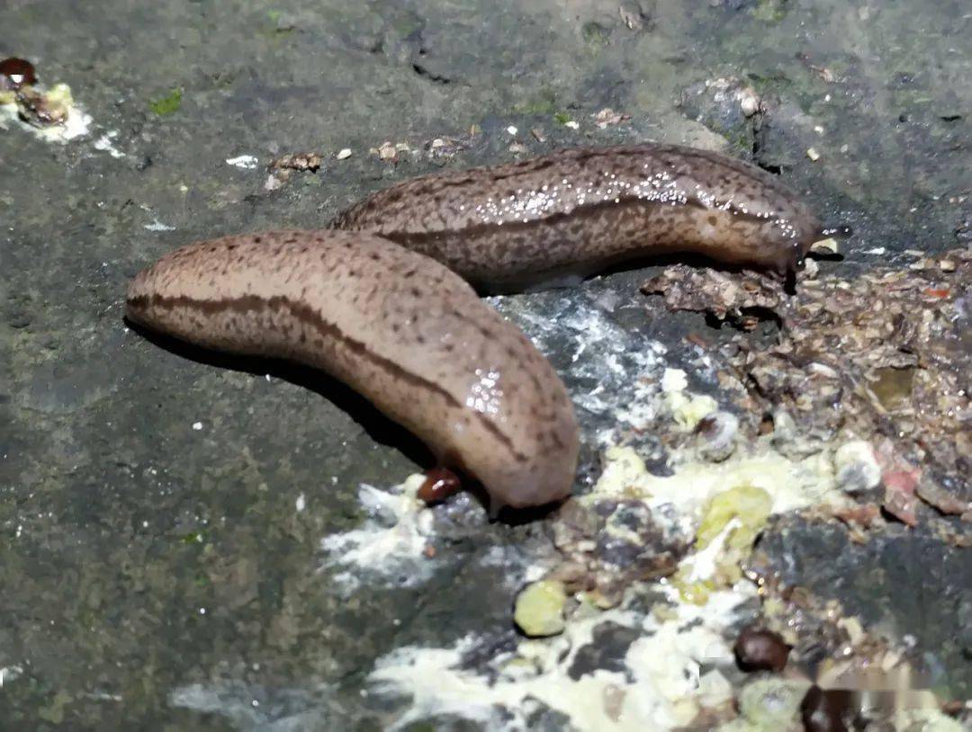 beatmeup看屎官鸟屎里有乾坤