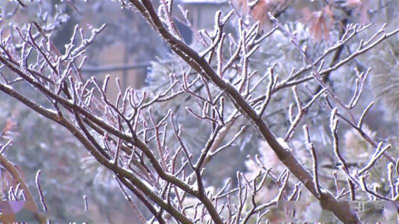 庐山|冬日美景|庐山雪景旖旎迎客来