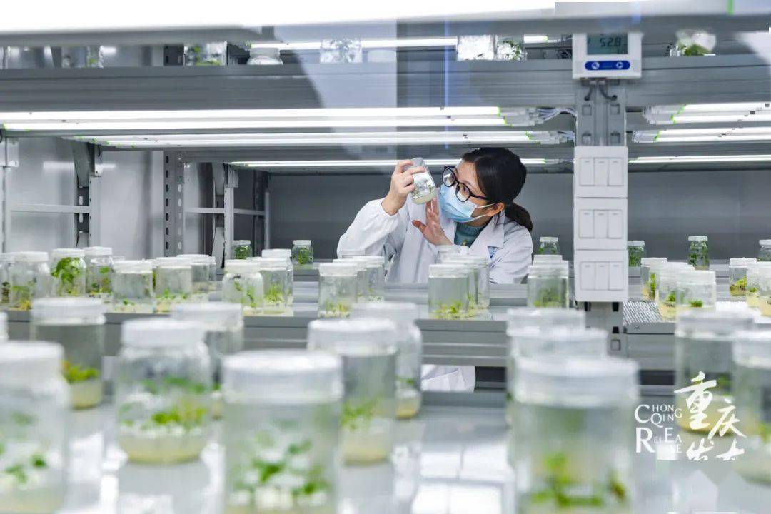 掌握农业“芯片”,西部(重庆)科学城种质创制大科学中心启动运行_育种_杨树_产业