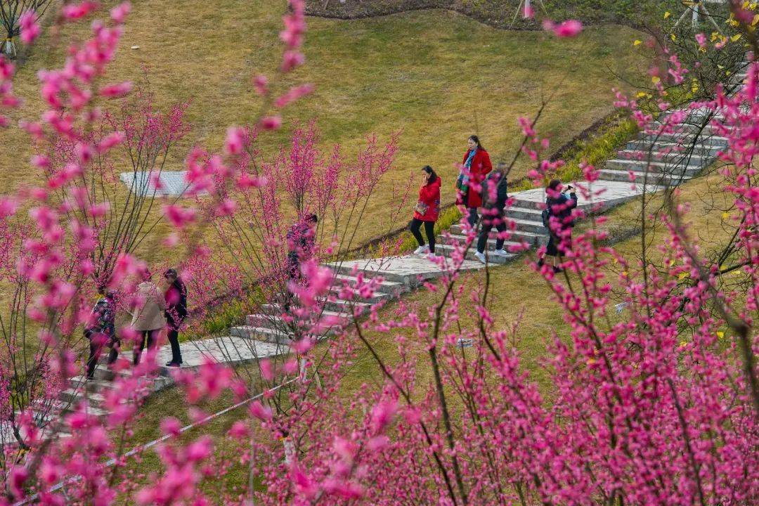 风景|“红岩”上红梅开！沙坪坝第一抹春色上线