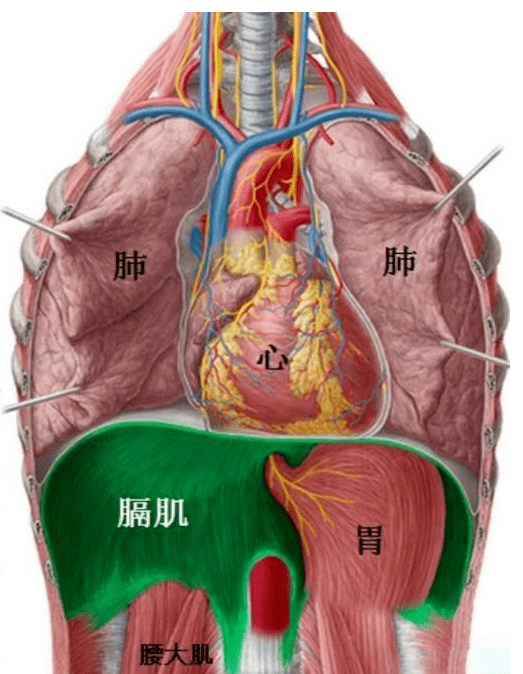 膈肌是位于胸腔与腹腔之间的肌肉，膈肌凸面是胸腔的底部，紧贴着肺，而