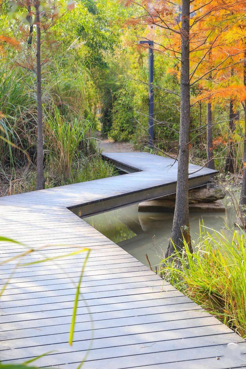 深圳这座岛,又又又又又要火了!_梧桐_野生动物园_办公