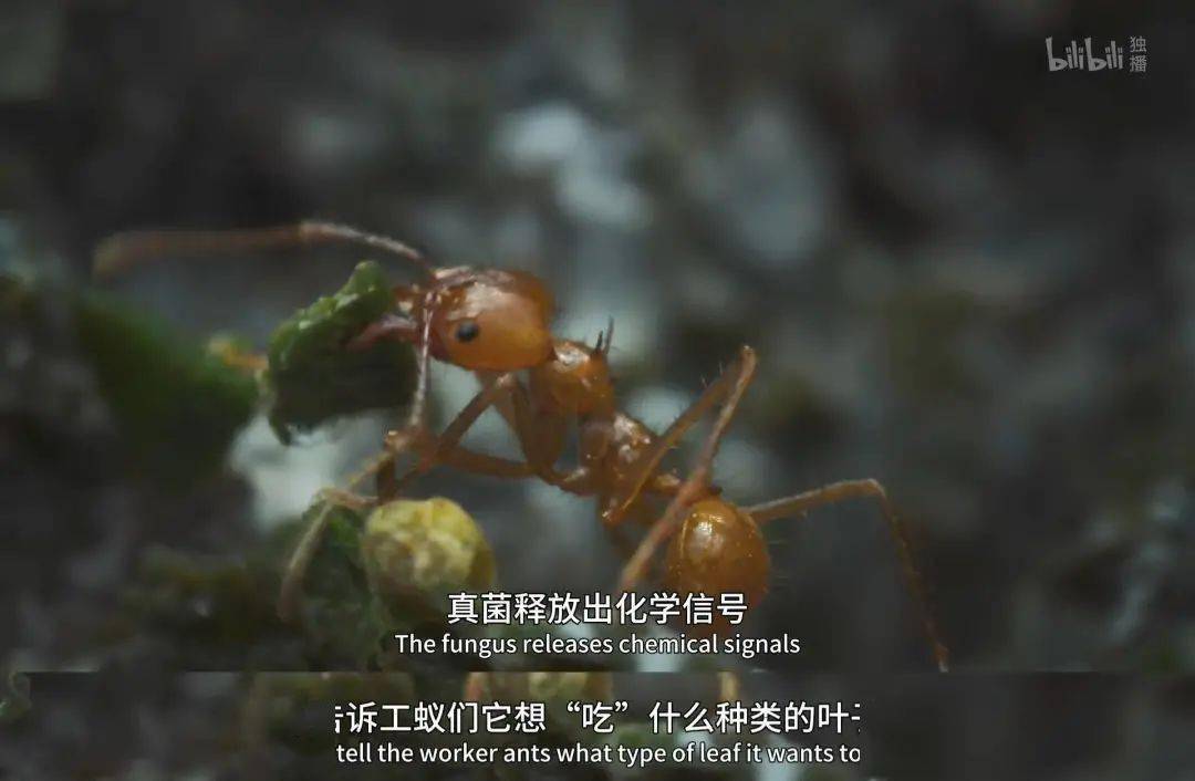 回归又是9.9！全球「第一美」，夸就完了！