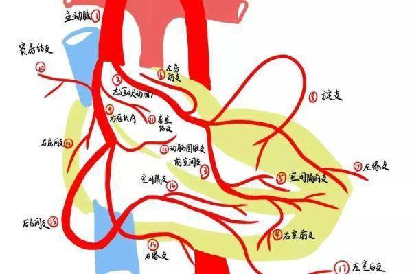 解剖图|绝了！浙江一大学老师手绘的人体解剖图如艺术品