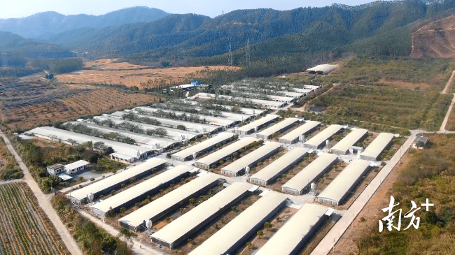 翁源县家禽产业园成功入选省级特色现代农业产业园 