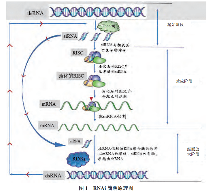 精選20192021年rna干擾技術主題文章