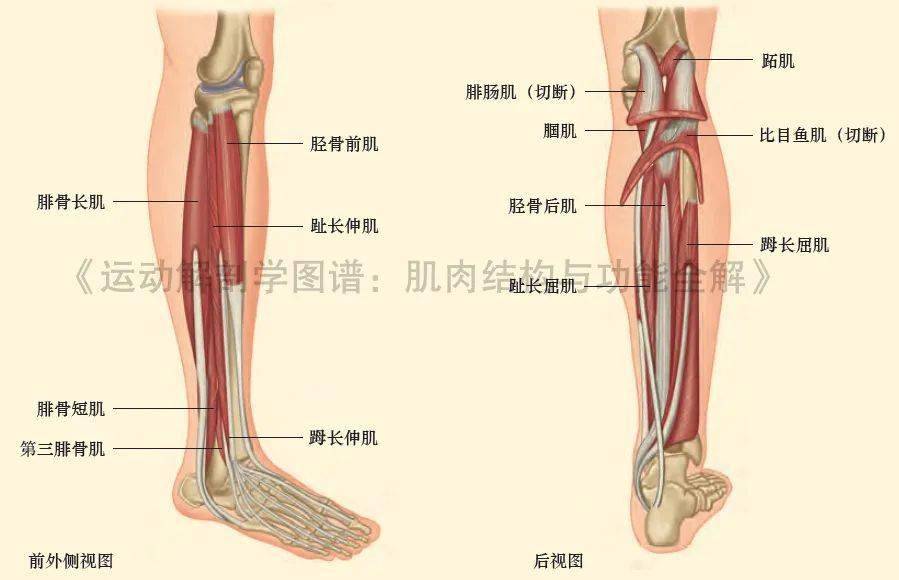 腓骨外侧肌,位于外侧;伸肌(踝关节背屈肌),位于前侧;小腿肌群包括3组