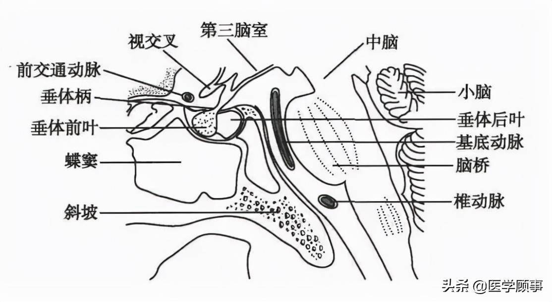 蝶鞍解剖图图片