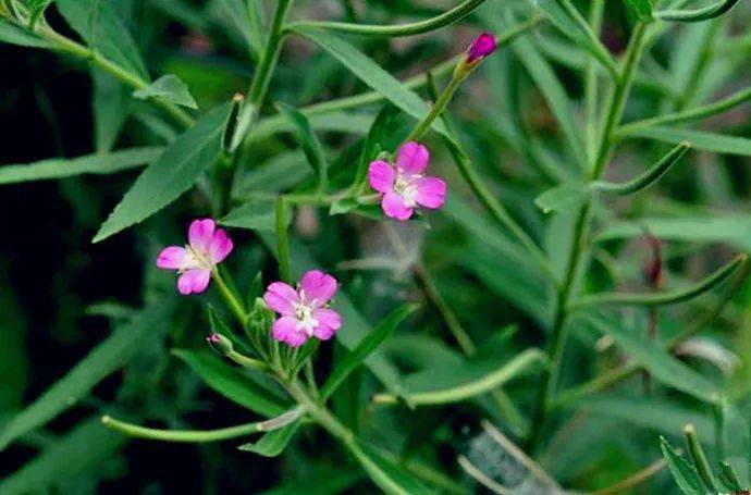 花娇小枝高壮这种新疆的野花小花柳叶菜