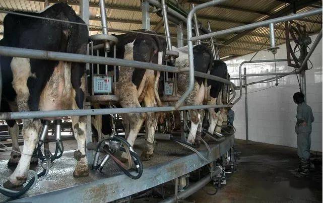 养牛需要什么设备现代化养牛设备大全