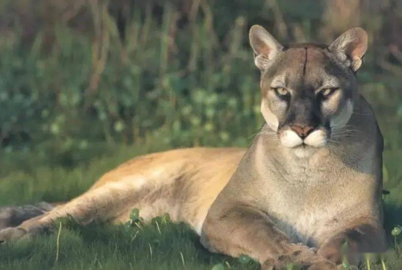 美国一只美洲金猫在居民门前捕杀麋鹿,被发现依依不舍放弃猎物,第二天