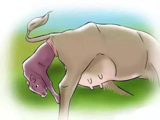 怎样快速分辨母牛是否要分娩