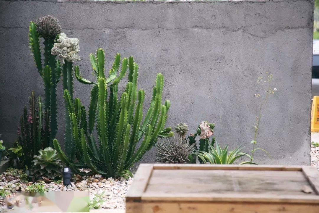 一进门见什么绿植最好 0ce0f19783574cca9778ba170a9edebc.jpeg