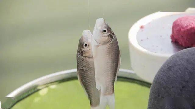 小鱼怎么钓最好 d568b39d1aac4a13ab0a079338a0eb7c.jpeg