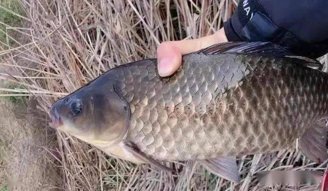 但有4个钓与4个不钓,钓鱼必知_鲫鱼_水草_活动