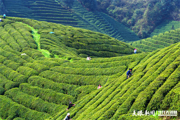 “黎平茶”飘香振兴路！黎平县2021年实现茶叶产值13.1亿元