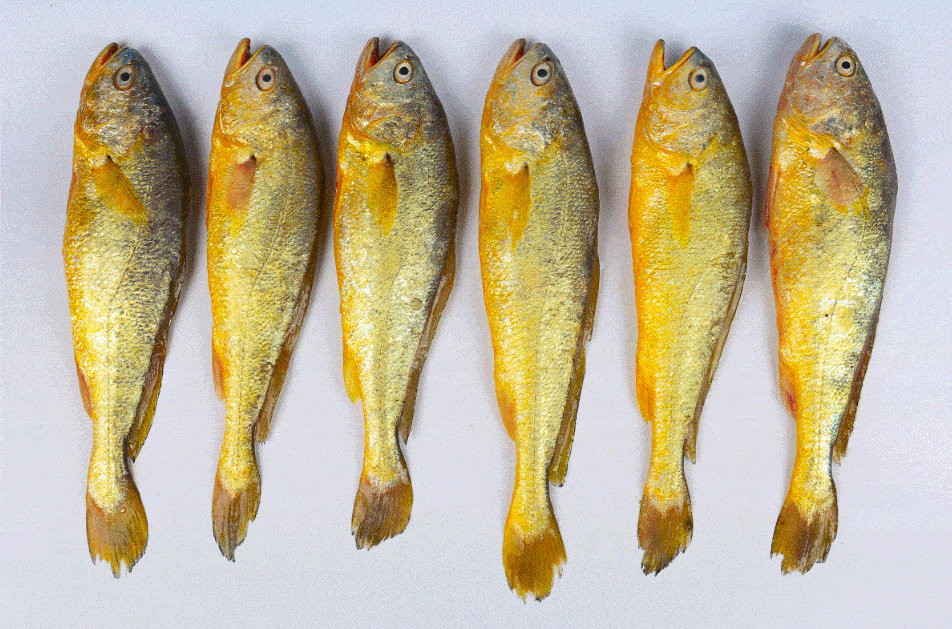 因为疫情10万条大黄鱼滞销温州老板做了一个决定