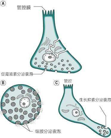 在人体内,g 细胞与其他的内分泌细胞均位于胃腺体的基底与颈部之间