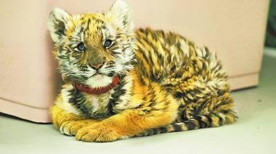 洛阳再添2只华南虎,总数连续8年居世界第一_宝宝_育幼_体重