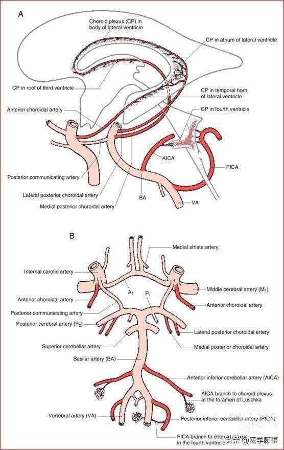下丘脑,基底节和内囊,垂体,脉络丛及脑干的解剖结构及其血供来源