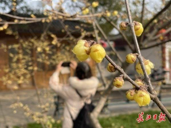 东湖|东湖梅园近3000株蜡梅怒放