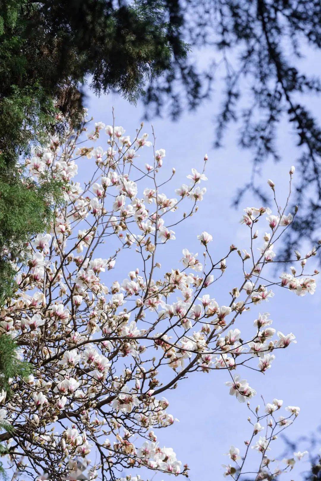 花朵|玉兰花开 白似灯盏 倾人倾城 | 昆明文旅动态