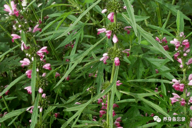奉劝大家天然青霉素发现了没钱也要舍得吃杀菌消炎炎症或不敢登门