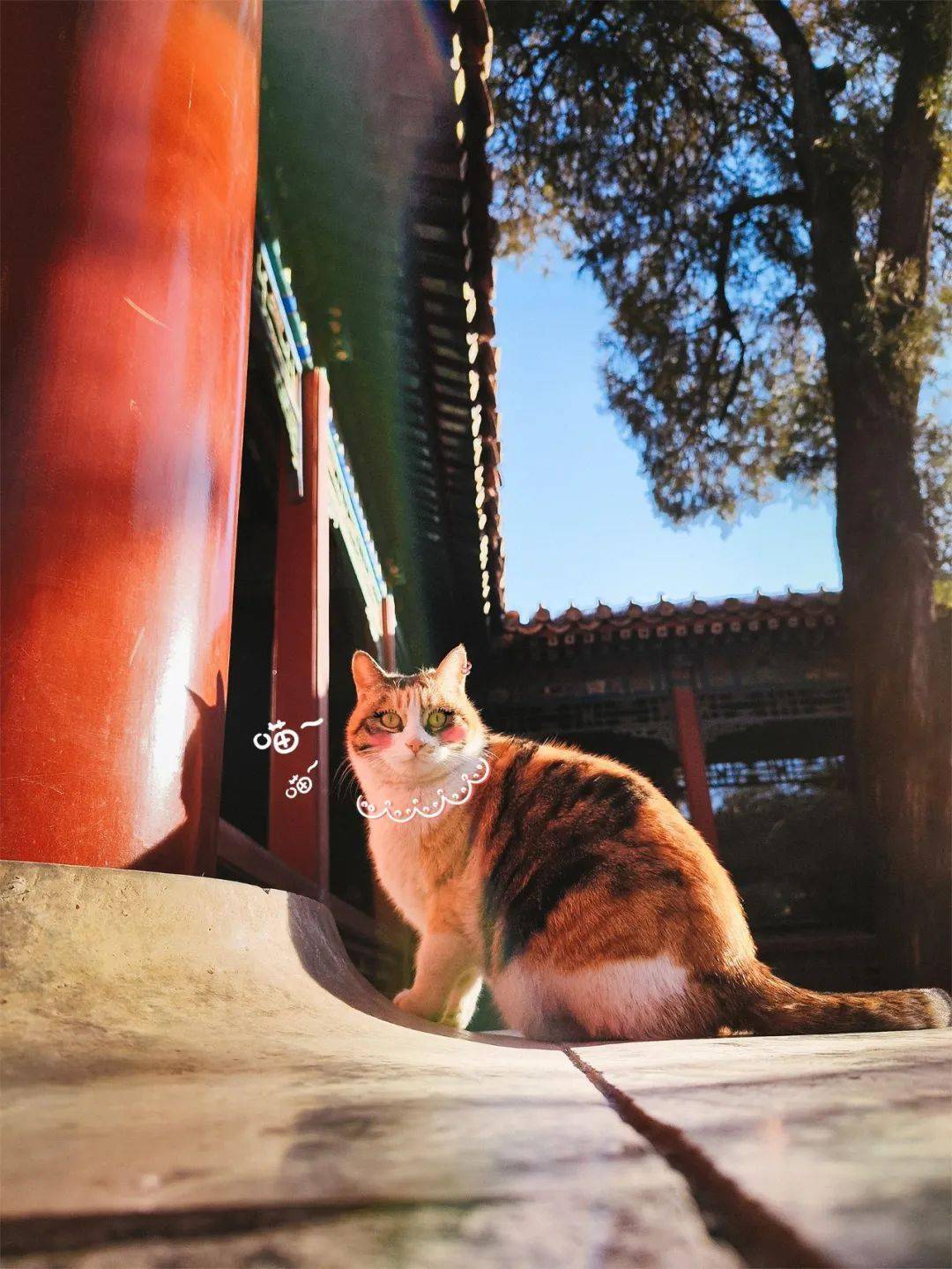 贺岁|顶流明星贺岁,送你全年表情包