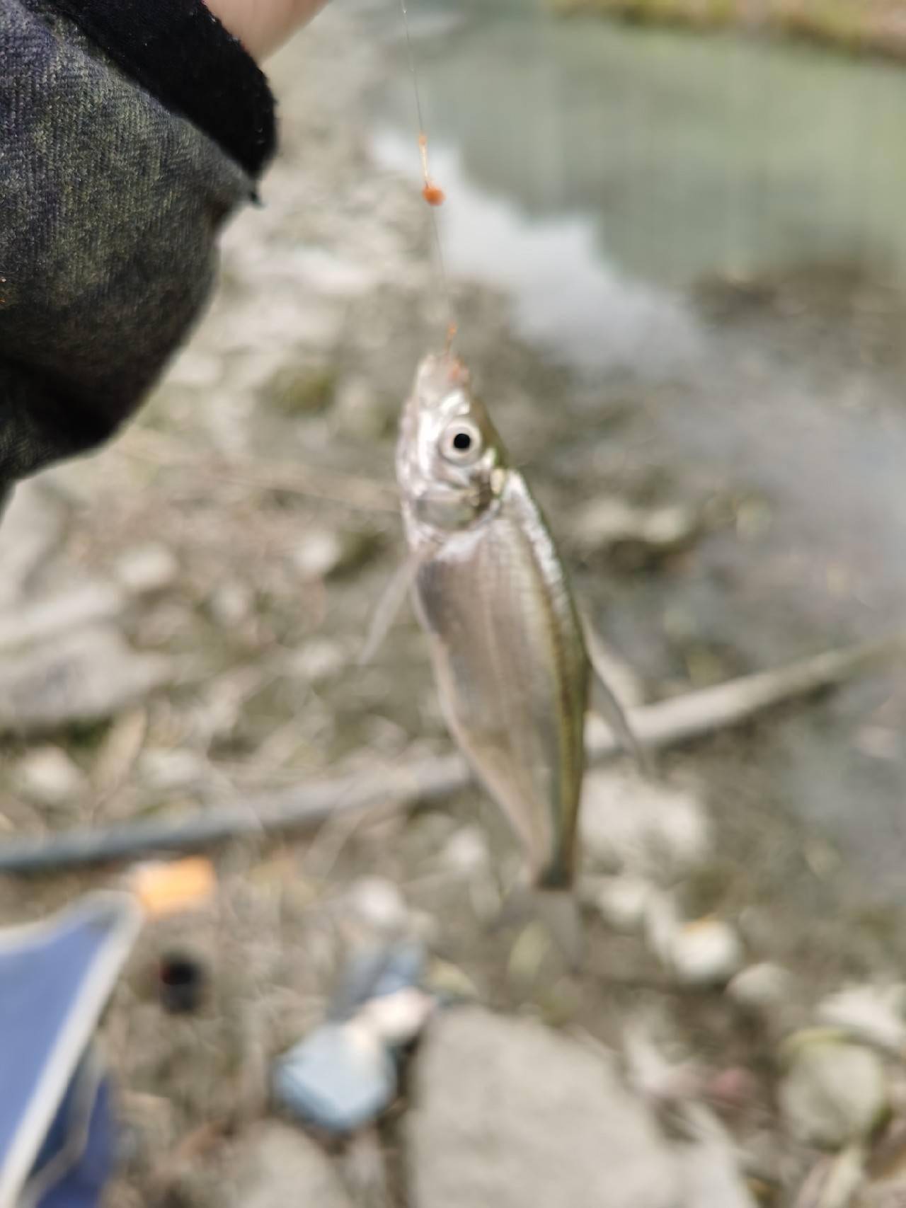 鲫鱼在躲猫猫，还好有鳑鲏作伴