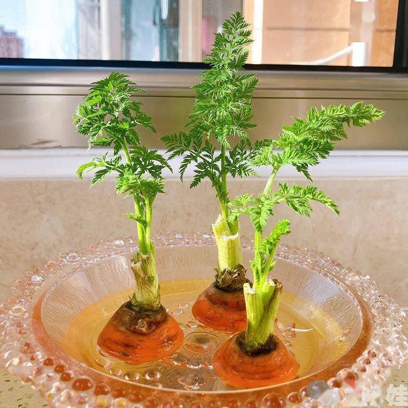 另一种根类的水培素材,就是切下的菜根.