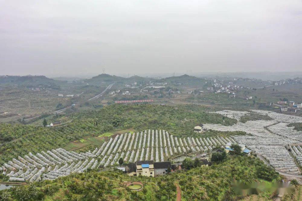 这是在重庆市忠县新立镇拍摄的柑橘果园(无人机照片,2021年12月28日摄