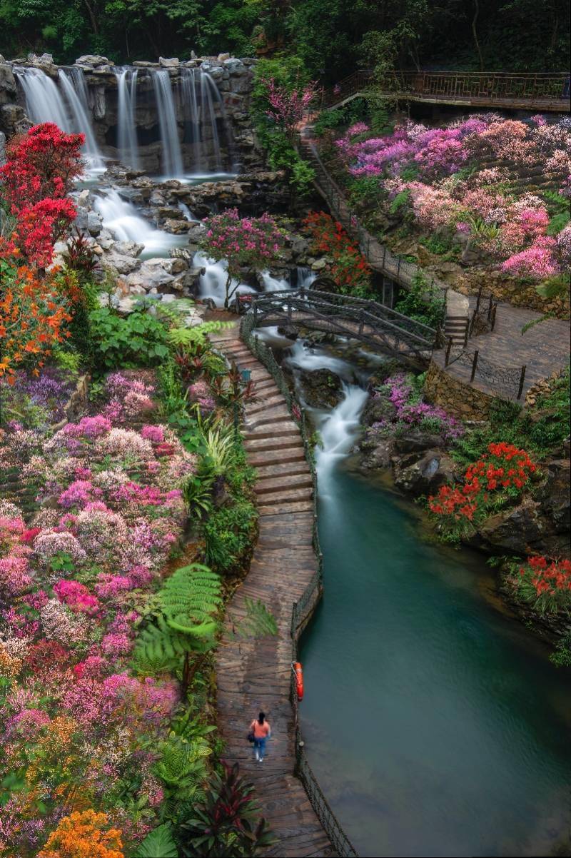 品种|“水陆空”立体赏花！古龙峡20万株花卉打造三大组团