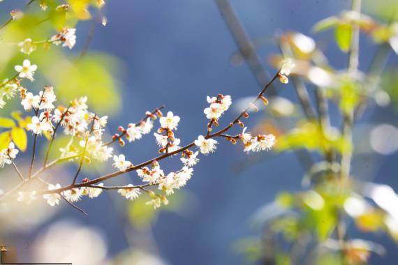 新田县|野樱花烂漫大瑶山