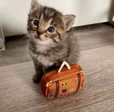 一只猫的思考 01a0694e4ea447c793420d8e83826b87.png