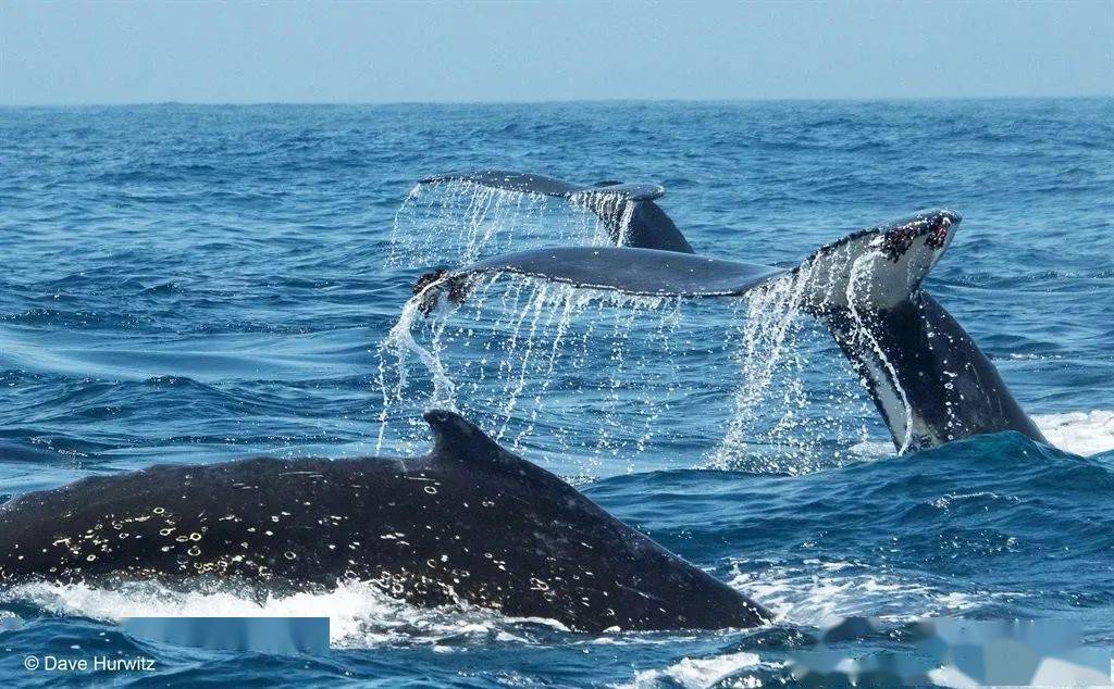 不寻常 开普敦海域出现超级鲸鱼群 数量达到116头