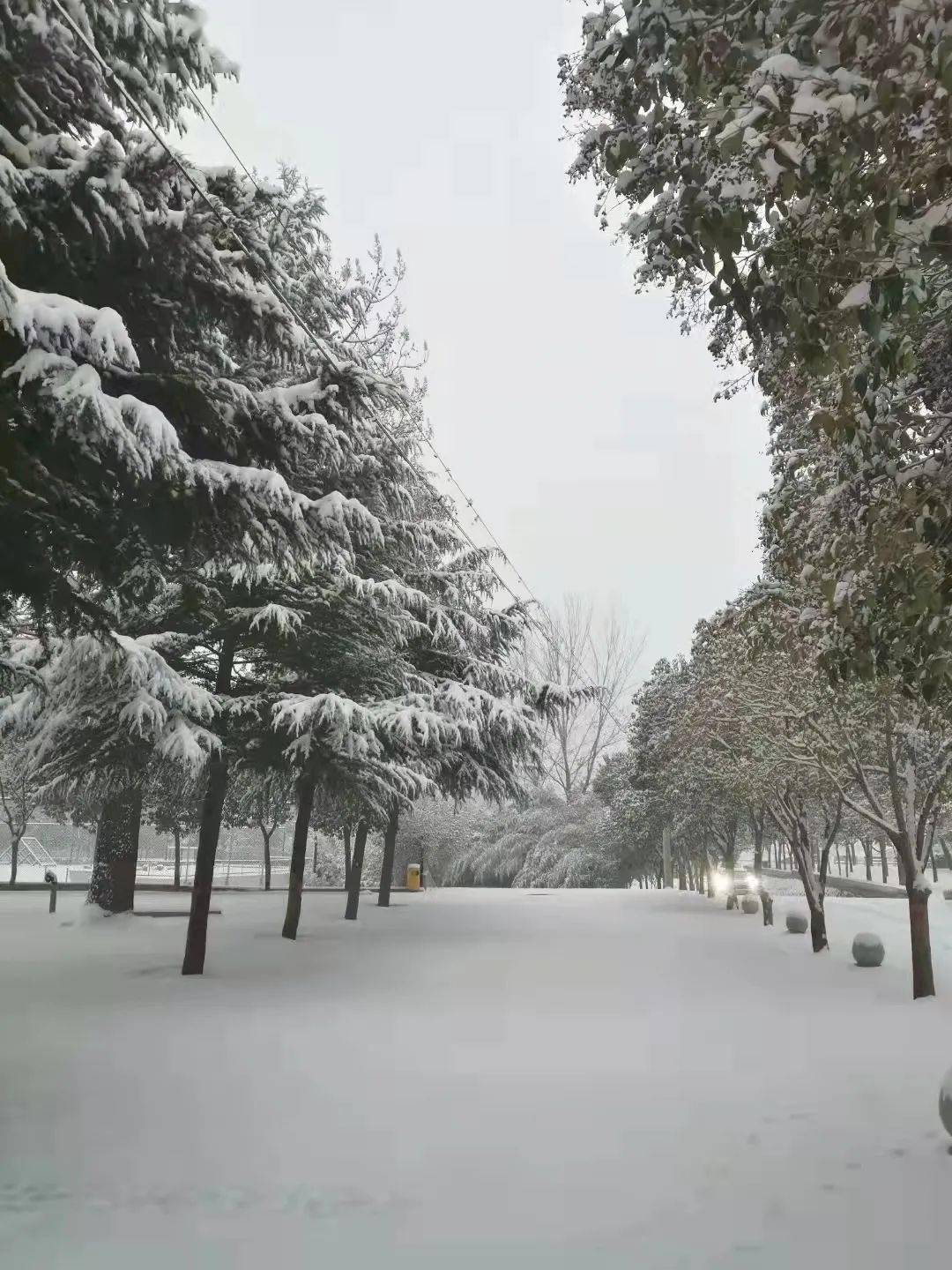 雪后河南校园真美