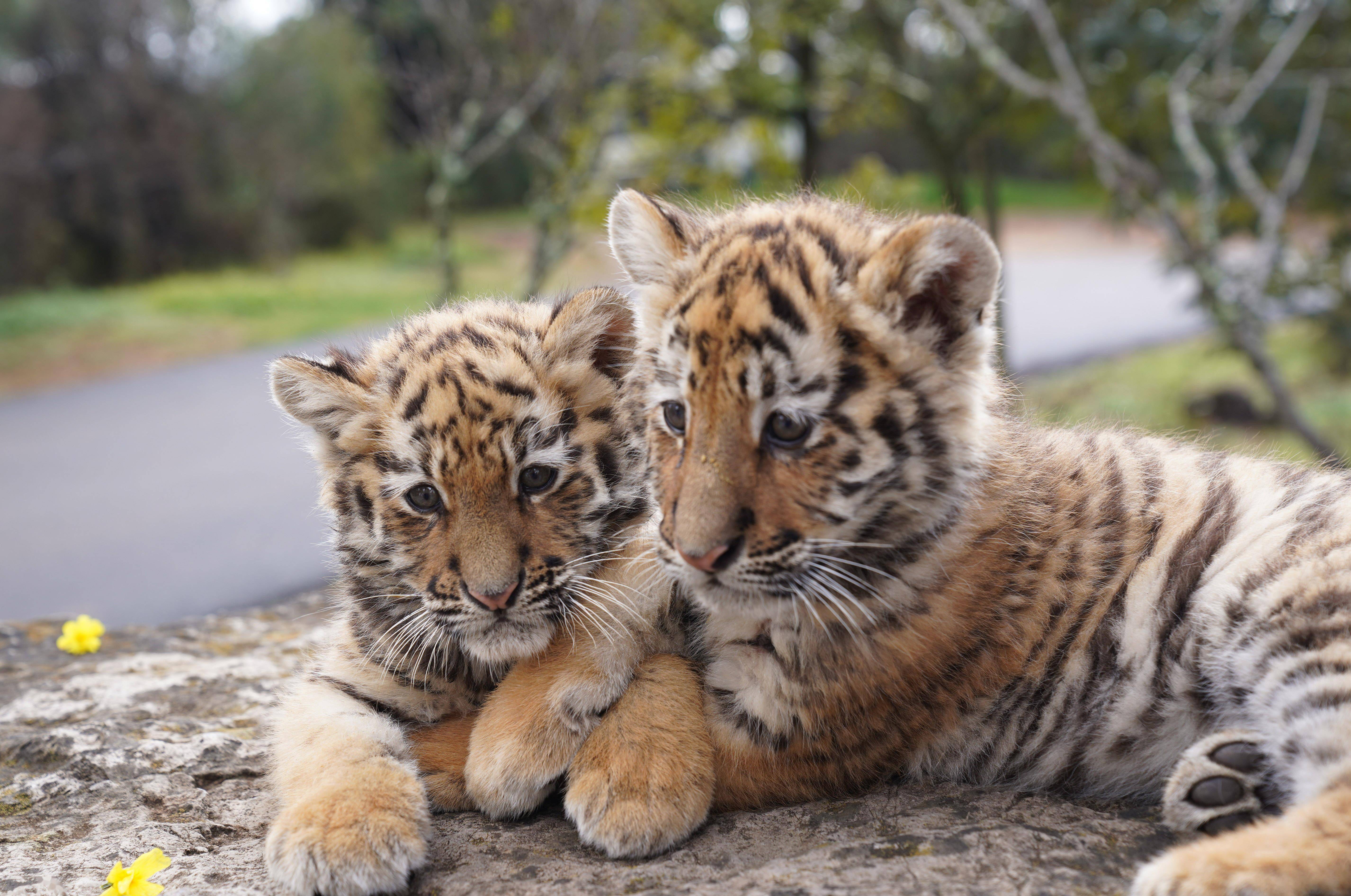 虎年春节临近,云南野生动物园去年出生的7只小老虎将陆续与游客见面