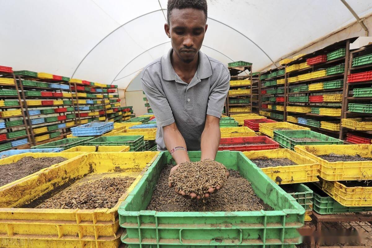 中國養殖業新舉措引進黑水虻處理垃圾和糞便幼蟲是高蛋白飼料