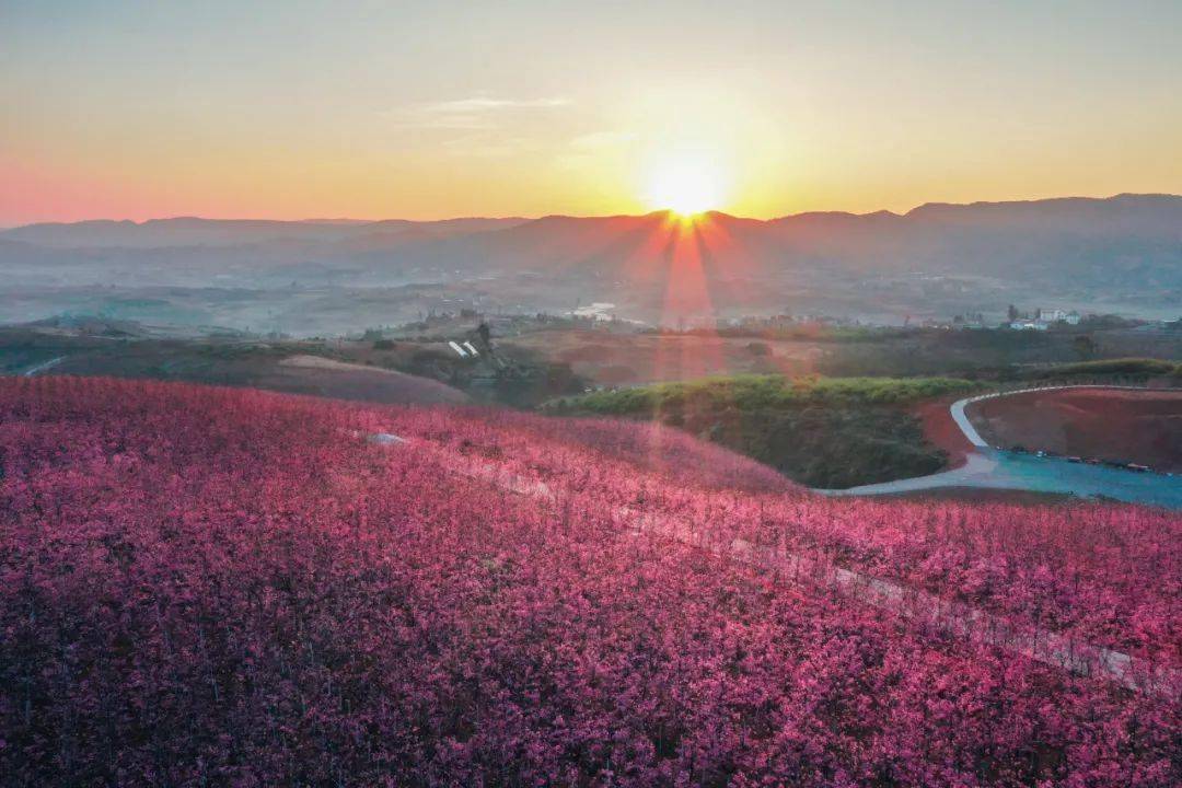 (往年盛开樱花)在宜良山后樱花谷漫步,是一件十分惬意的事情,在这里