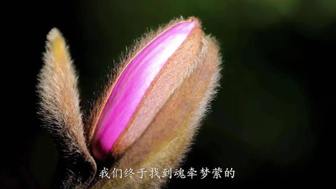 “上关花”到底是什么花？这部纪录片带您揭开苍山“金花”的面纱_大理_寻找_洱源县
