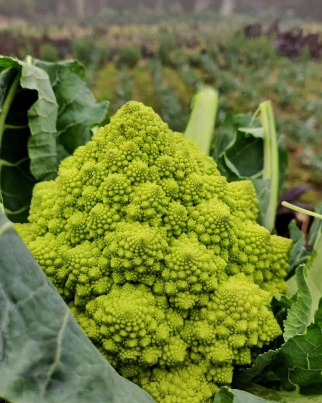 cauliflower