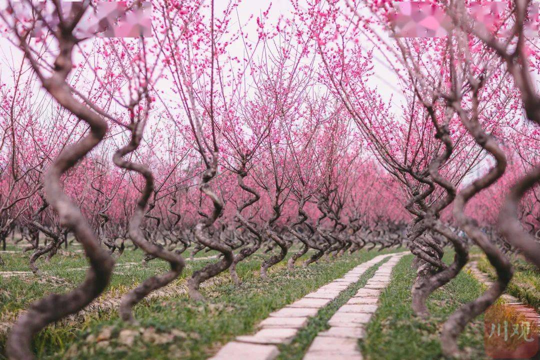 游乐|千亩梅花盛开！这一网红赏花地，今年新增大量停车位、游乐设施