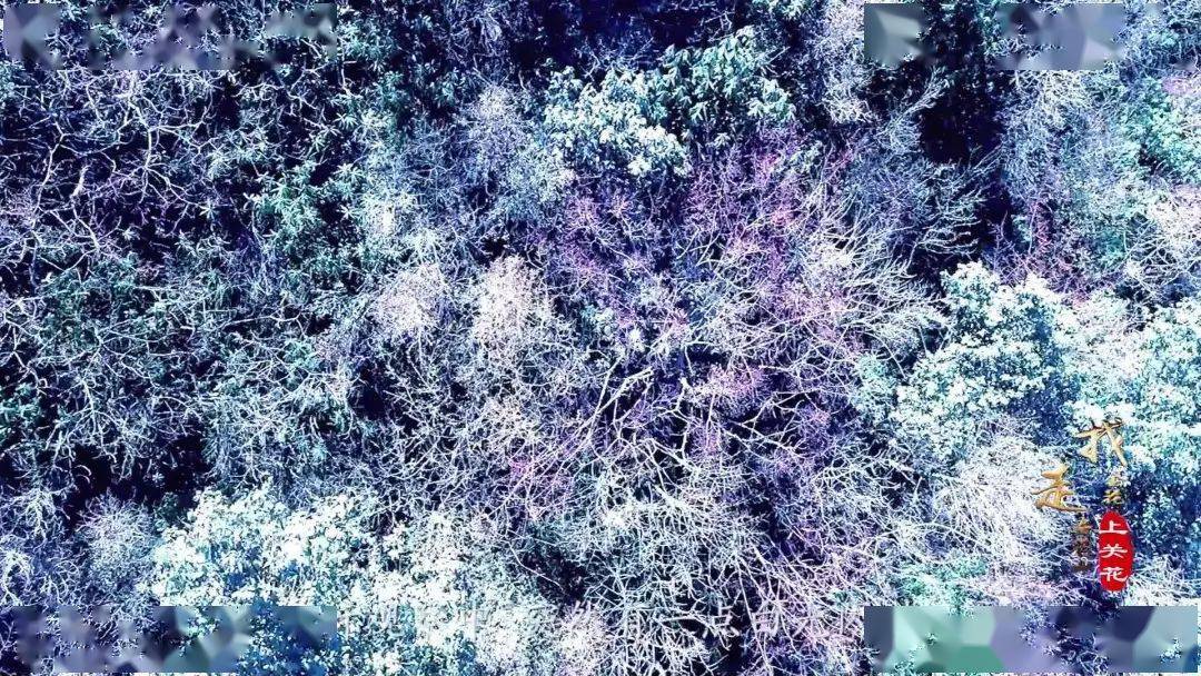 “上关花”到底是什么花？这部纪录片带您揭开苍山“金花”的面纱_大理_寻找_洱源县